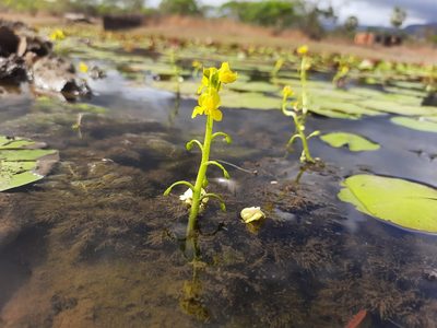 Utricularia foliosa, photographed by Paulo Nogueira