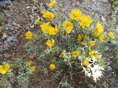 Oedera humilis, photographed by Christiaan Viljoen