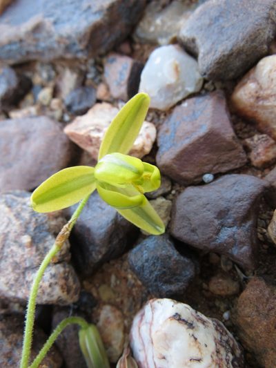 Albuca namaquensis, photographed by Christiaan Viljoen