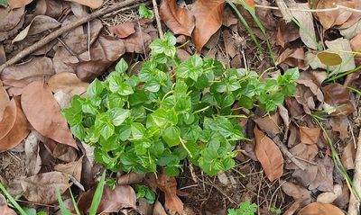 Peperomia pellucida, photographed by Vis M