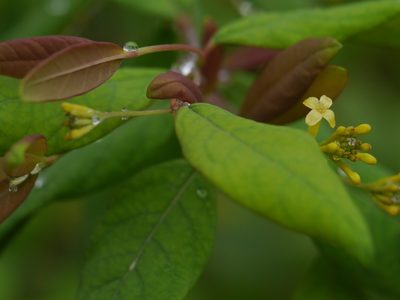 Wikstroemia canescens, photographed by Dinesh Valke