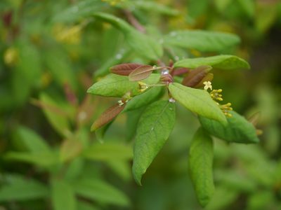 Wikstroemia canescens, photographed by Dinesh Valke