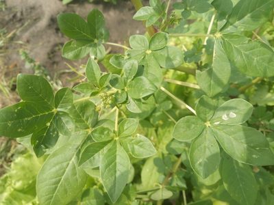 Cleome gynandra