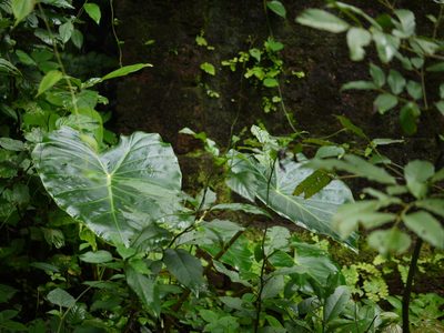 Remusatia vivipara, photographed by Dinesh Valke