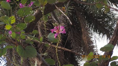 Bauhinia variegata, photographed by Swarochi Tathagath