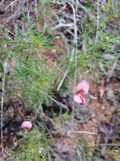 Indigofera filipes, photographed by Manuel R Popp