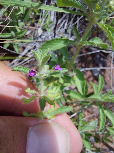 Endostemon tereticaulis, photographed by Manuel R Popp