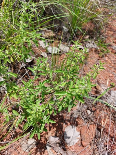 Endostemon tereticaulis, photographed by Manuel R Popp