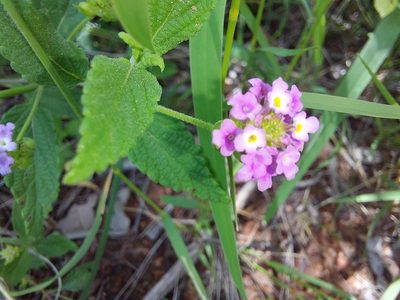Lantana rugosa, photographed by Manuel R Popp