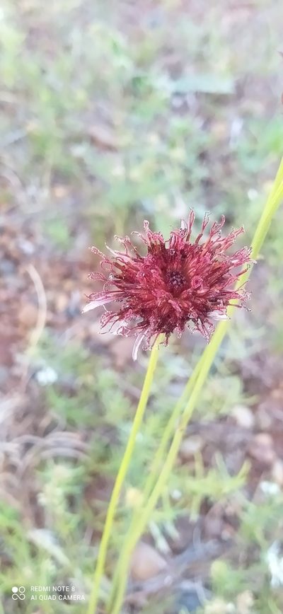 Isostigma peucedanifolium, photographed by Sebastián Fornés