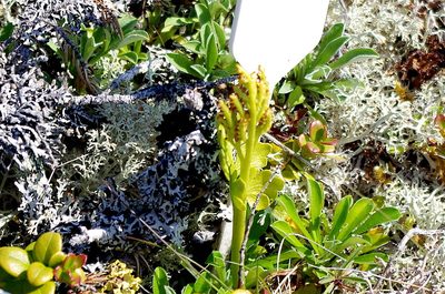 Botrychium boreale, photographed by Георгий Виноградов (Georgy Vinogradov)