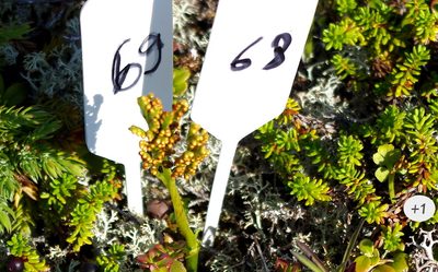 Botrychium boreale, photographed by Георгий Виноградов (Georgy Vinogradov)