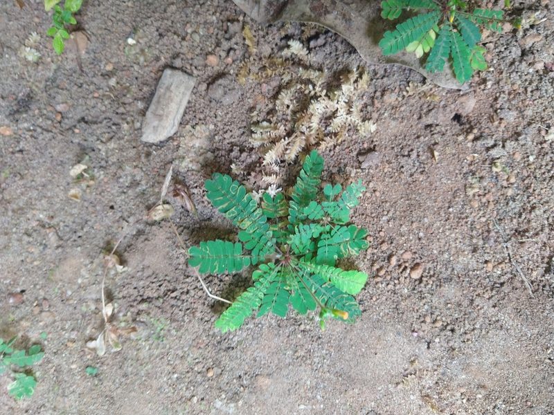 Biophytum sensitivum, photographed by Navaneeth Sini George