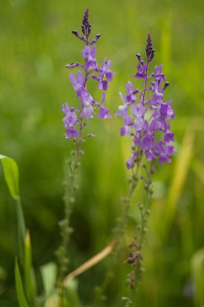 Linaria elegans, photographed by Tim Johnson