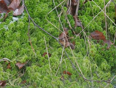 Sphagnum fimbriatum, photographed by Christian Kahle