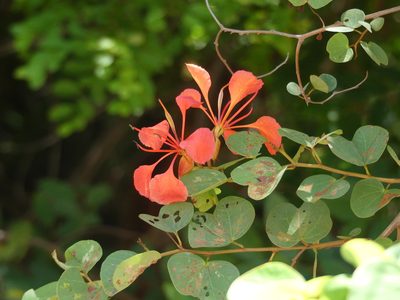 Bauhinia galpinii, photographed by Innes Buchner