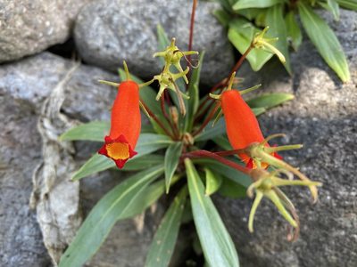 Seemannia sylvatica, photographed by Grete Pasch