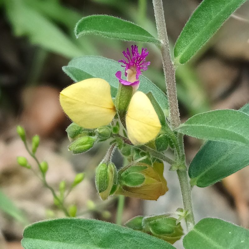 Polygala senensis, photographed by Noeleen du Toit