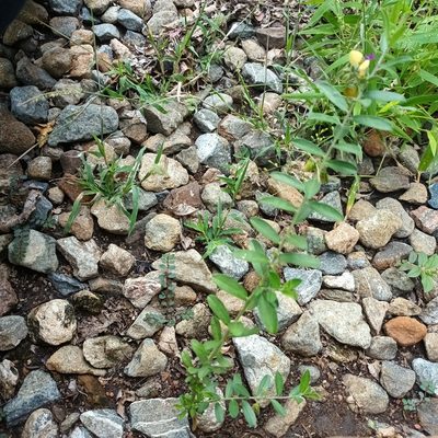 Polygala senensis, photographed by Noeleen du Toit