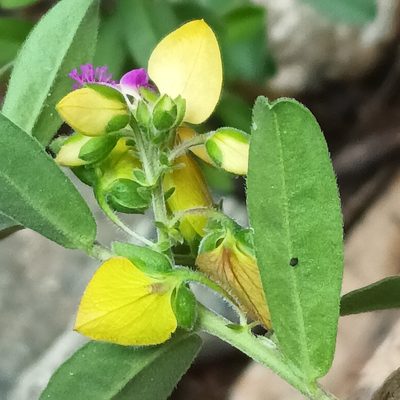 Polygala senensis, photographed by Noeleen du Toit