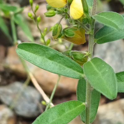 Polygala senensis, photographed by Noeleen du Toit