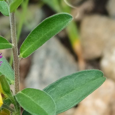 Polygala senensis, photographed by Noeleen du Toit
