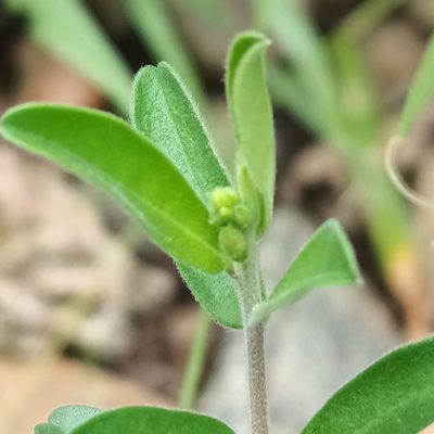 Polygala senensis, photographed by Noeleen du Toit