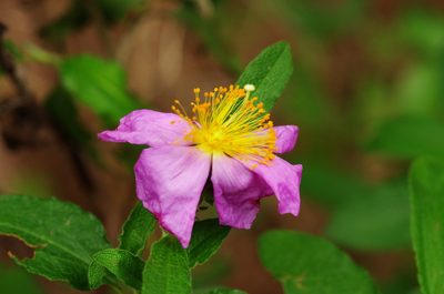 Cistus symphytifolius, photographed by gwynmwilliams
