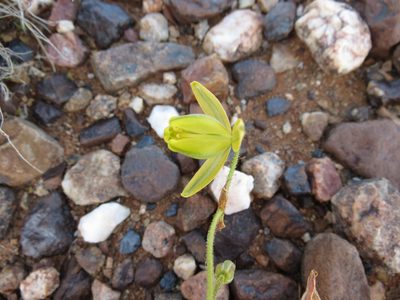 Albuca namaquensis, photographed by Christiaan Viljoen