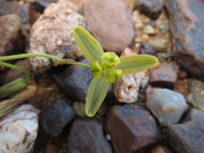 Albuca namaquensis, photographed by Christiaan Viljoen