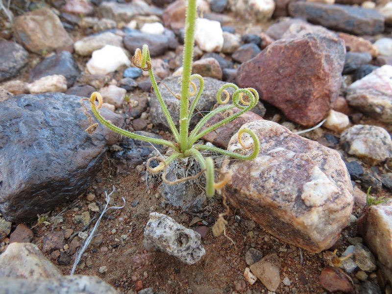 Albuca namaquensis, photographed by Christiaan Viljoen