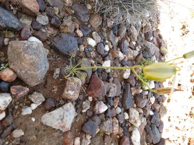 Albuca namaquensis, photographed by Christiaan Viljoen