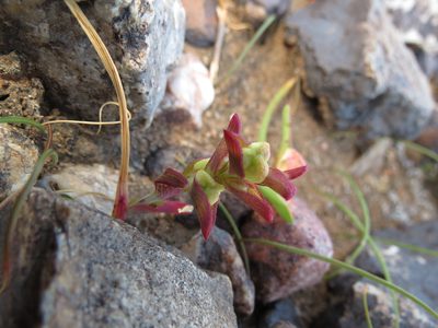 Lapeirousia pyramidalis, photographed by Christiaan Viljoen