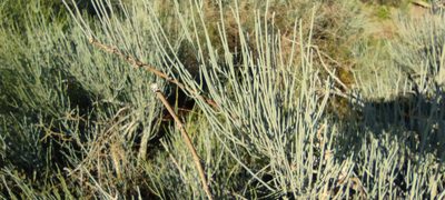 Ephedra fragilis, photographed by Santiago Martín-Bravo