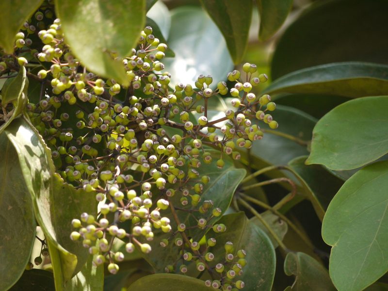 Heptapleurum venulosum, photographed by Dinesh Valke