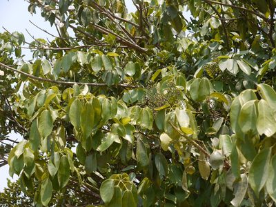 Heptapleurum venulosum, photographed by Dinesh Valke