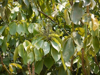 Heptapleurum venulosum, photographed by Dinesh Valke