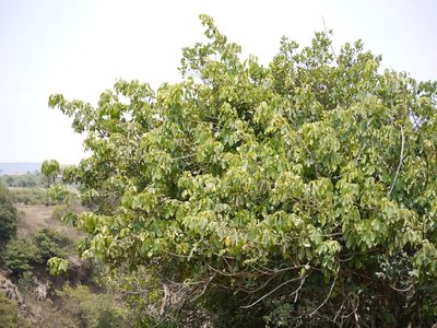 Heptapleurum venulosum, photographed by Dinesh Valke