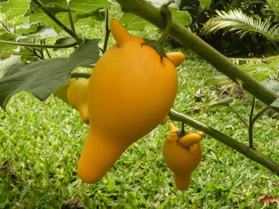 Solanum mammosum, photographed by Luis G Restrepo