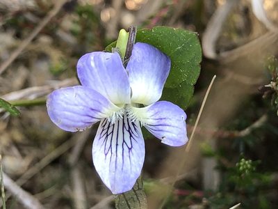 Viola lactea, photographed by Don Loarie