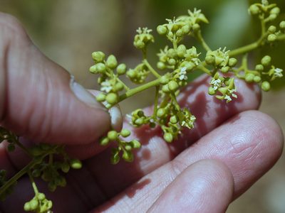 Celastrus paniculatus, photographed by Dinesh Valke