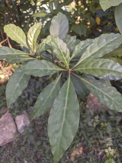 Leuenbergeria bleo, photographed by Jorge I. Merchán Mayorga