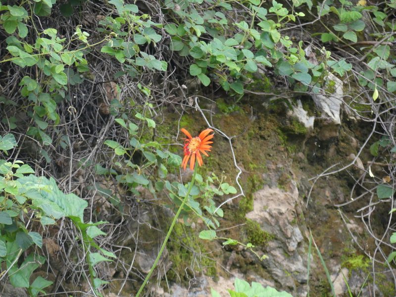 Gerbera jamesonii, photographed by Innes Buchner