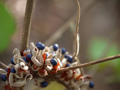 Rhynchosia hirta, photographed by Dinesh Valke