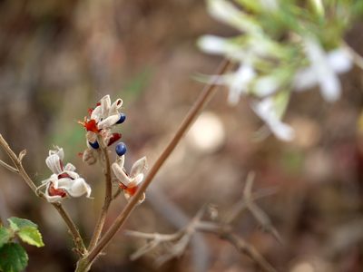 Rhynchosia hirta, photographed by Dinesh Valke