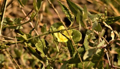 Malvella leprosa, photographed by Andrea Gantzer