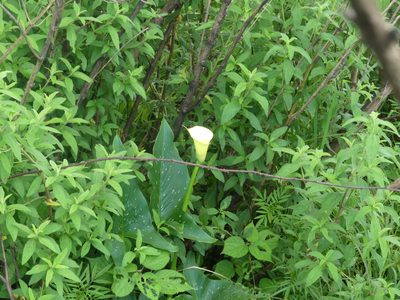 Zantedeschia albomaculata, photographed by Innes Buchner