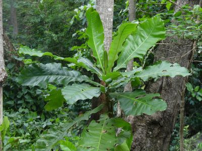 Anthocleista grandiflora, photographed by Innes Buchner