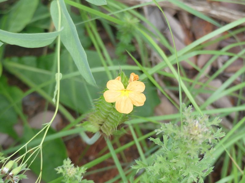 Crossandra greenstockii, photographed by Innes Buchner
