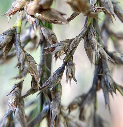 Lepidosperma effusum, photographed by pimelea